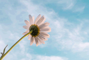 Bitcoin & Ether Rolling Over: Why the Crypto Chaos Isn't Over Yet