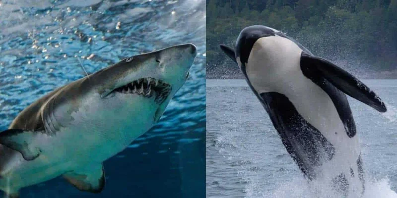 The Orca Phenomenon: What Recent Encounters Reveal About Their Minds and Future